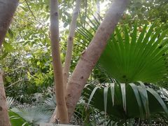 -呀路古热带植物园