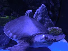 -大连圣亚海洋世界