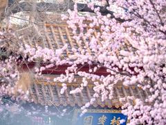 -桃花堤公园