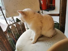 -平行世界·猫咖(首经贸店)