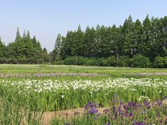 -上海长兴岛郊野公园