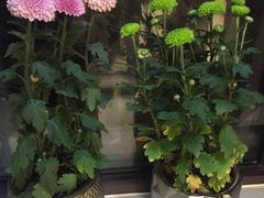 -龙大花卉苗木市场