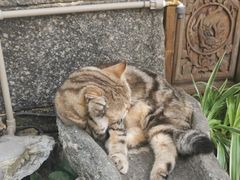 -喵屿·大理花园猫咖