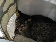 -艾贝尔宠物医院 ·内科全科(梁溪路店)