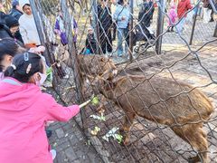 -长白岛森林公园