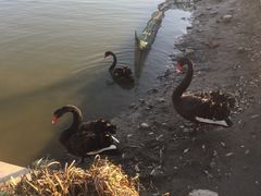 -明珠湖天鹅苑·农家菜馆