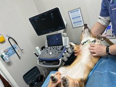 -东莞宠友24H宠物中心医院·转诊夜诊·异宠(新河北路院)