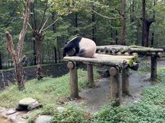 -都江堰中华大熊猫苑