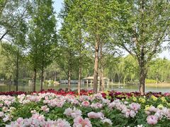 -石家庄市植物园