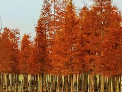 -白鹭湾湿地公园