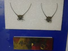 android_upload_pic-上海昆虫博物馆