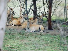 -威勒比开放式动物园