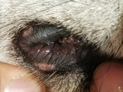 -美联众合宠物医院·爱萌分院·内外科·猫科中心