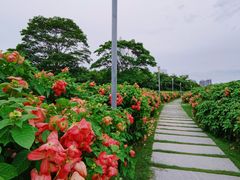 -深圳湾公园(南山区)