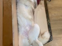 -Husky Go! 哈士奇体验馆·宠物咖啡厅狗咖