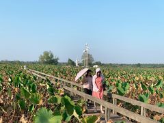 -洪湖生态旅游区