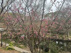 -秋霞圃