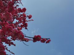 -杭州植物园