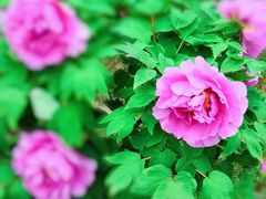 -合肥三国新城遗址公园