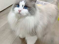 -半岛宠物医院24小时(西派城店)