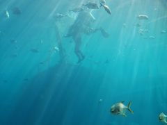 -瑞德姆美人鱼海底演艺主题餐厅(亚龙湾店)