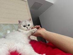 -欣宠猫屋·矮脚拿破仑·蓝金金渐层