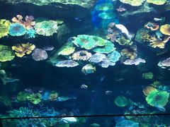 -暹罗海洋世界