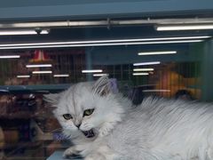 -FAELING PETS美天灵宠物(合生汇店)