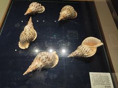 -青岛贝壳博物馆