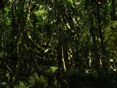 -天鹿湖森林公园