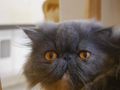 -More Fun猫咖 二十只万元加菲主题