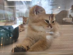 -飞行喵MR PILOT|猫舍·猫咖(静安大融城店)