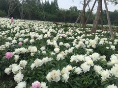 -桤木河湿地公园