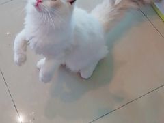-70cat德文卷毛猫·缅因猫纯种猫舍