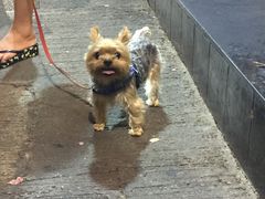 -香港蓮香樓(中環店)