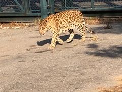 -大连森林动物园