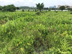 -鹤之洲湿地公园