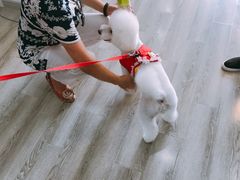 -翊宠yipet猫狗购宠庄园犬舍•猫舍