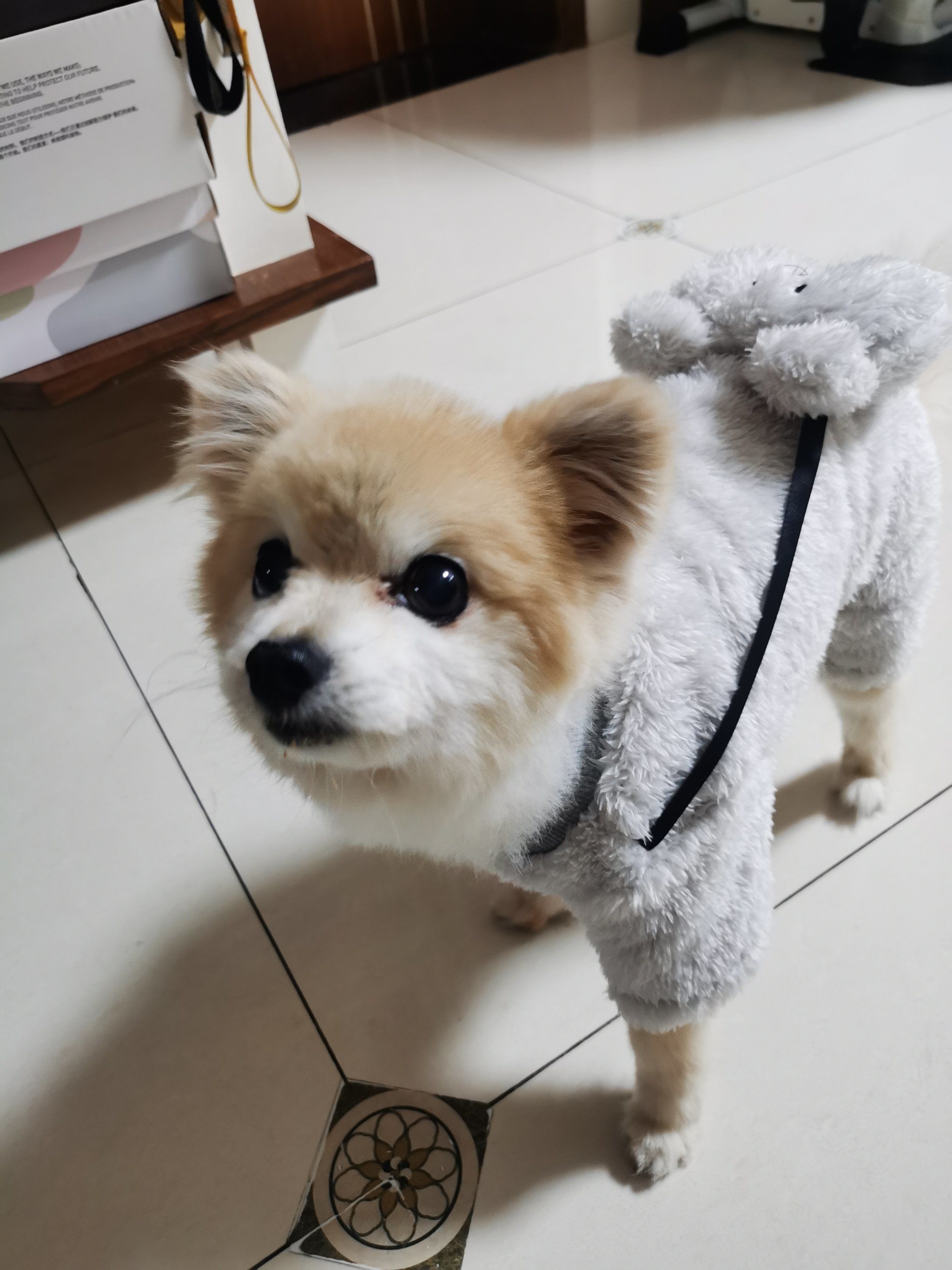 宠物狗狗的日常萌