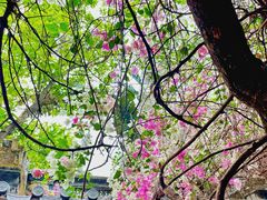 -深圳国际园林花卉博览园