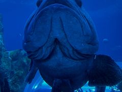 -珠海长隆海洋王国