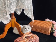 -猫遇摄影工作室