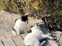 -上海佘山国家森林公园天马山园