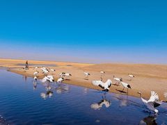 -黑龙江扎龙生态旅游区