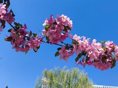 -海棠花溪(元大都城垣遗址公园)