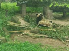 -都江堰中华大熊猫苑