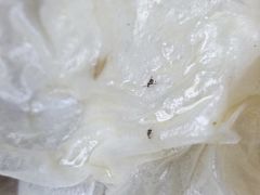 -傣家妹子过桥米线(一号店)