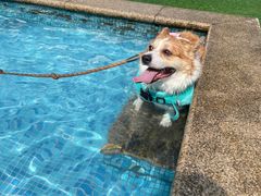 -汪说喵讲宠物乐园宠物酒店(红星美凯龙店)