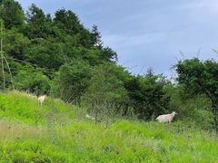 -武陵山森林公园