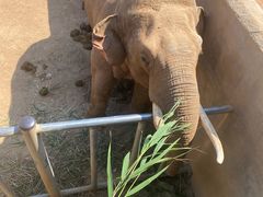 -西霞口神雕山野生动物世界